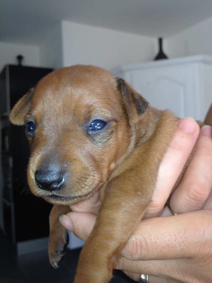 Chiot 2 Mois Mange Des Cailloux photo-des-chiots - emeraude29