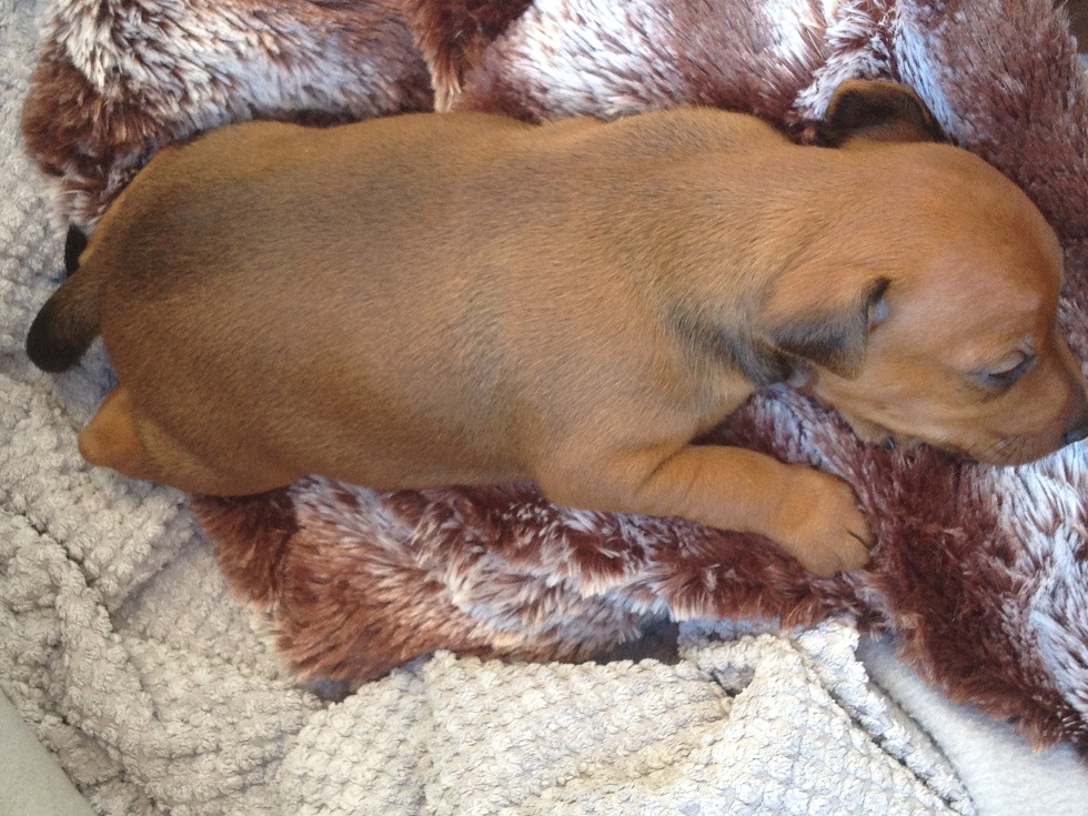 Chiot 2 Mois Mange Des Cailloux photo-des-chiots - emeraude29